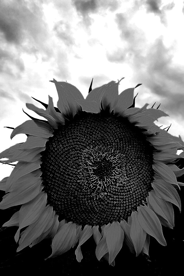 Подсолнухи обои