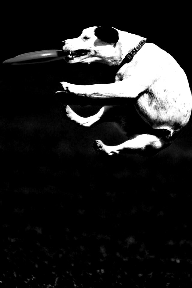 Ловкач обои