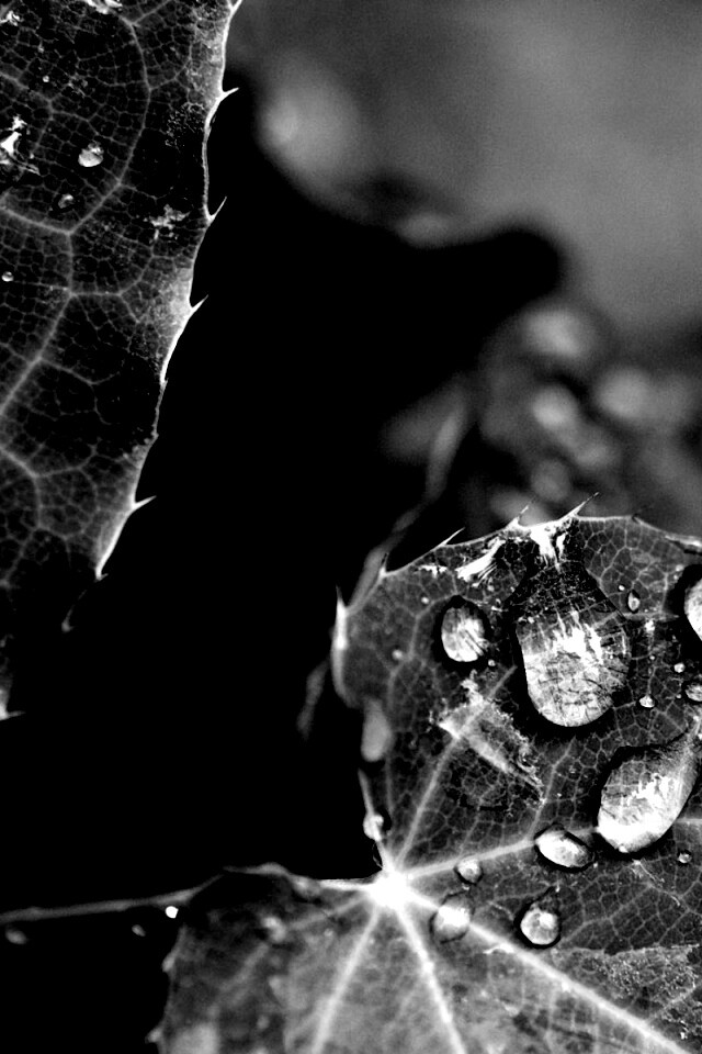 Капельки росы на листьях обои