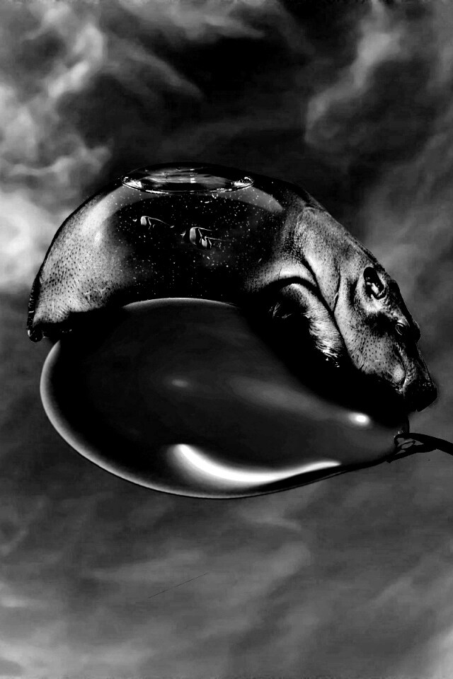 Водяной гиппопотам на шарике обои