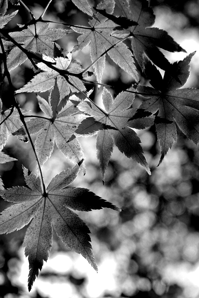 Осенние листья обои