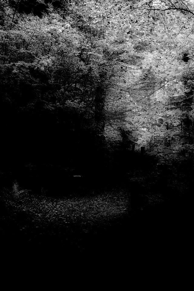 Скамейке в чаще парка обои