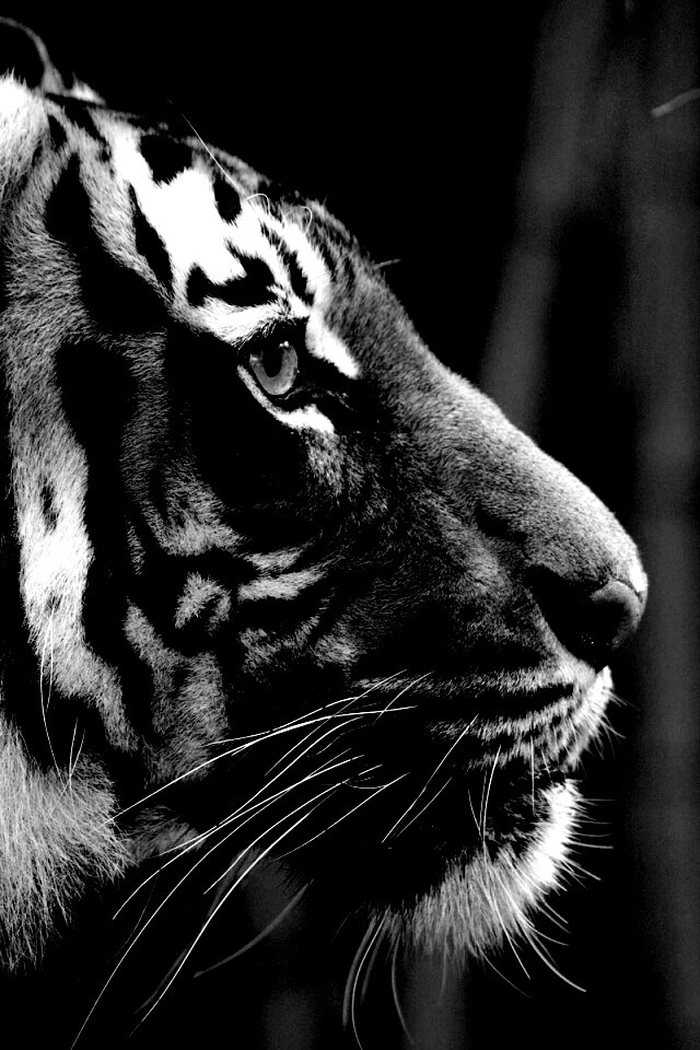 Малайский тигр обои