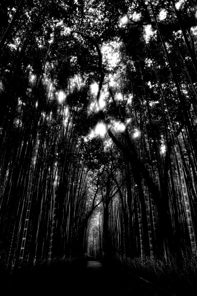 Дорога в тростниковых зарослях обои