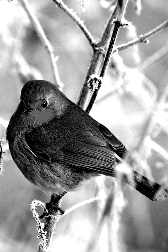 Птичка на ветке обои