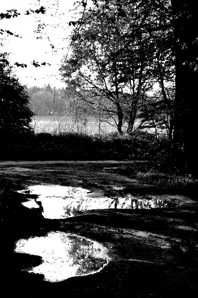 Лесная дорога обои