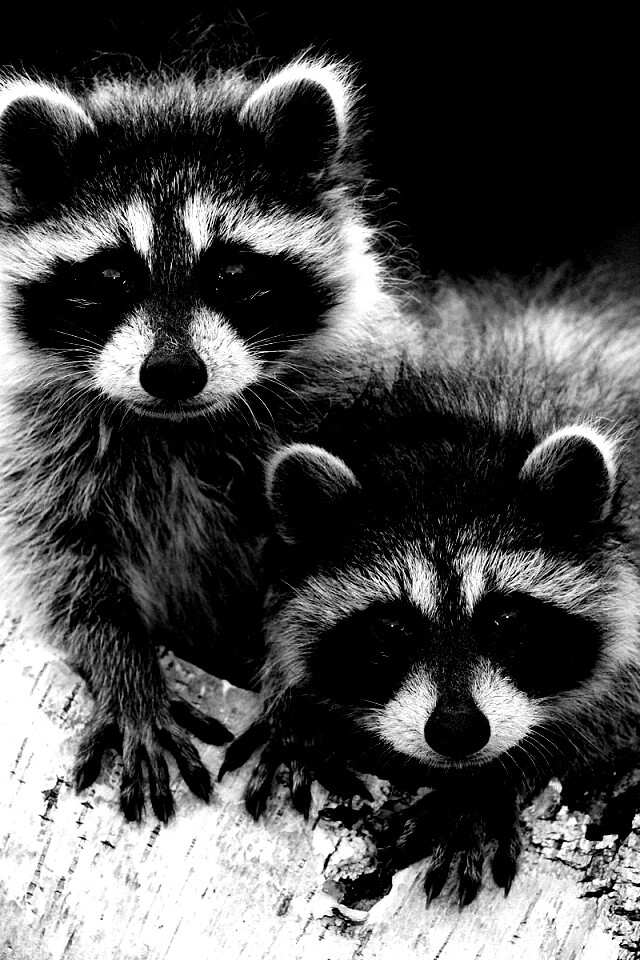 Полосатики обои