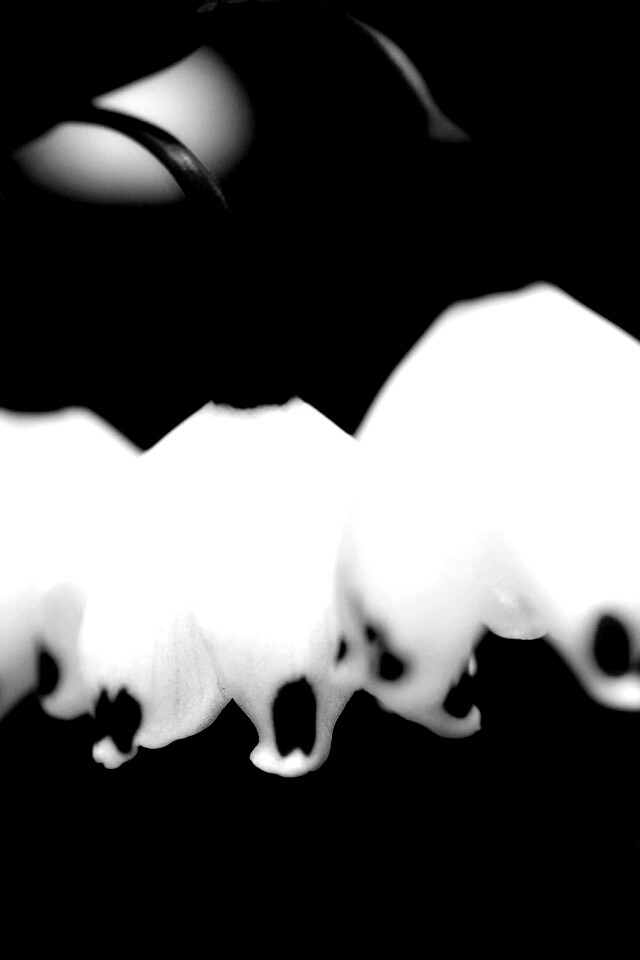 Белые ландыши обои