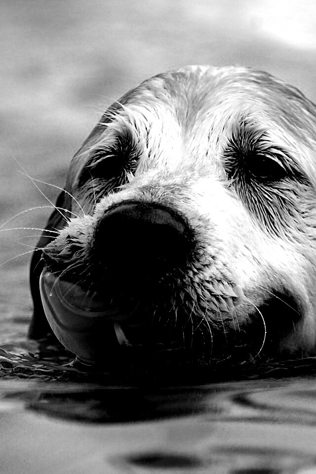 Пёс с игрушкой в зубах обои