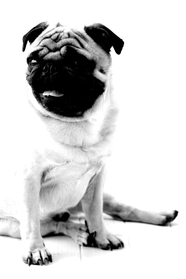 Симпатичный мопс на полу обои