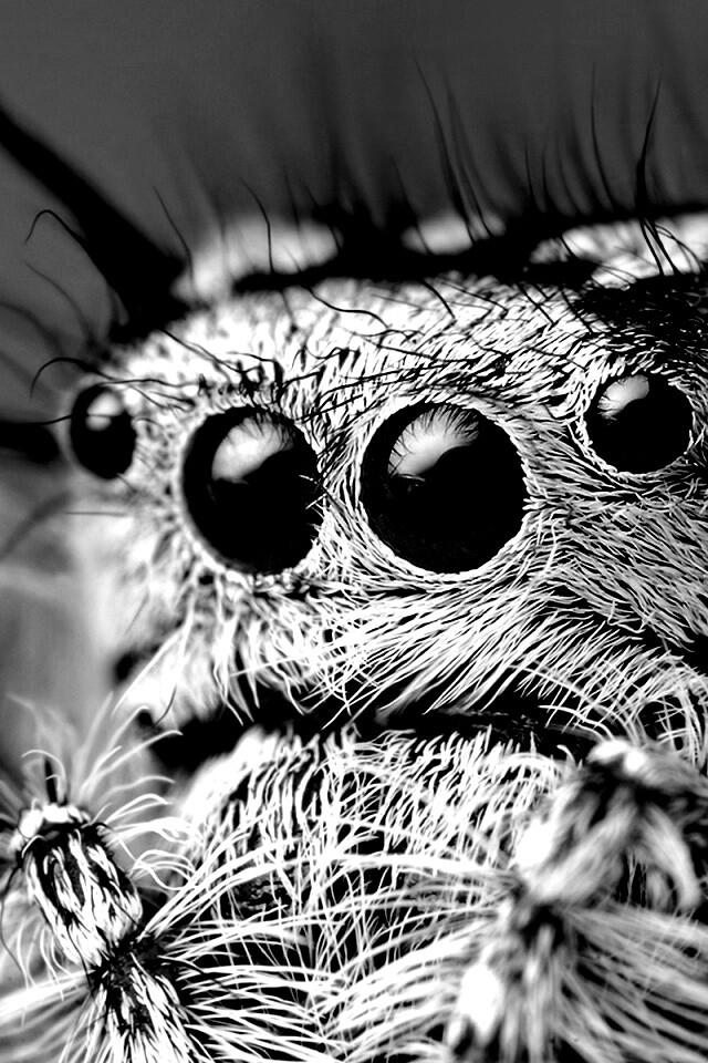 Паук в макро обои