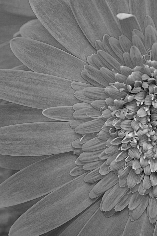 Большой оранжевый гербер обои