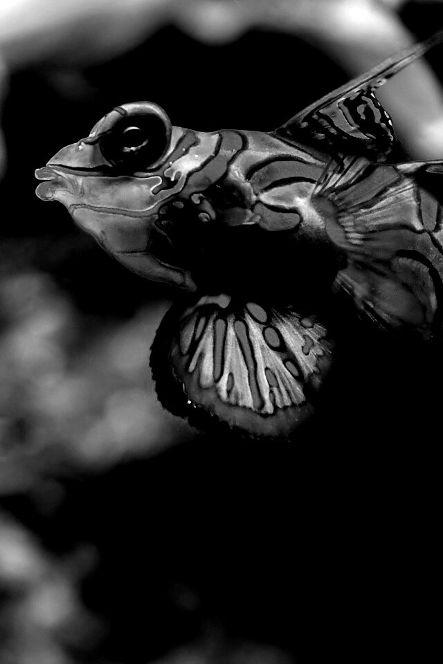 Разноцветная рыбка обои