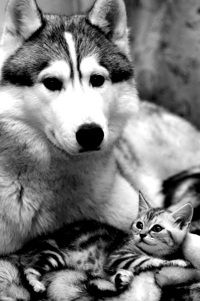 Собака и котенок обои