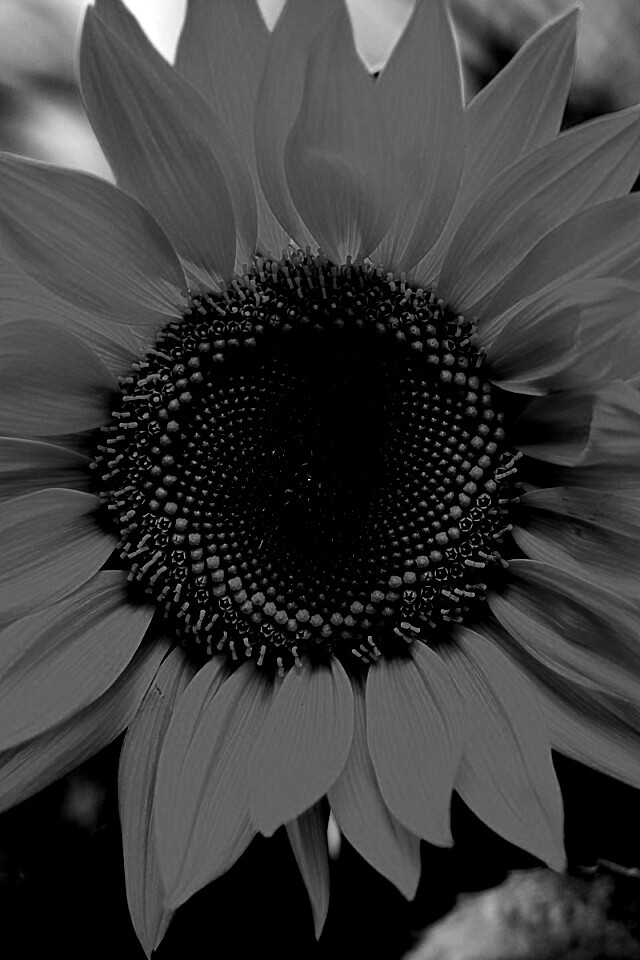 Подсолнух на поле обои