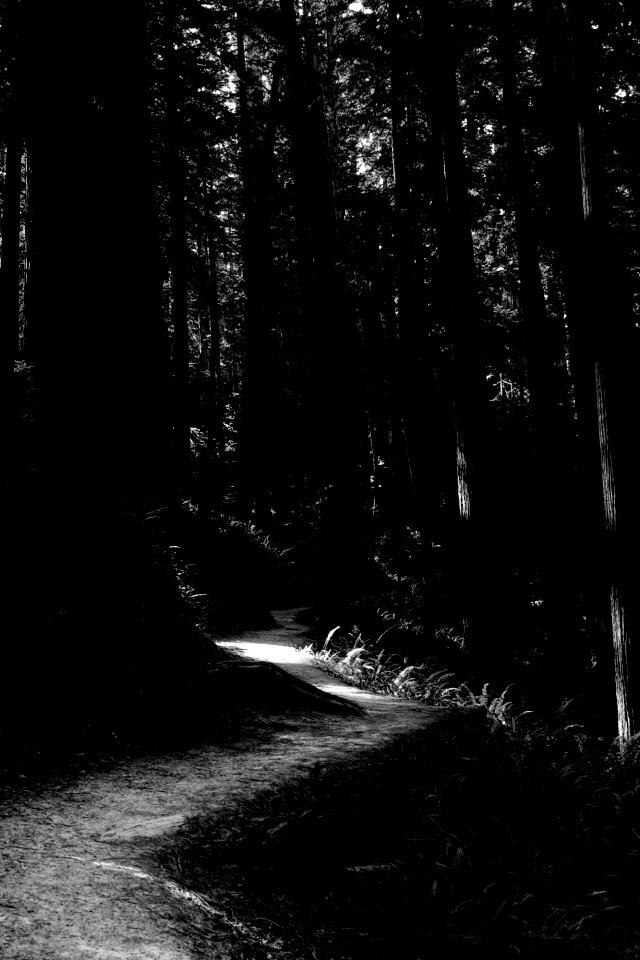 Лесной пейзаж обои