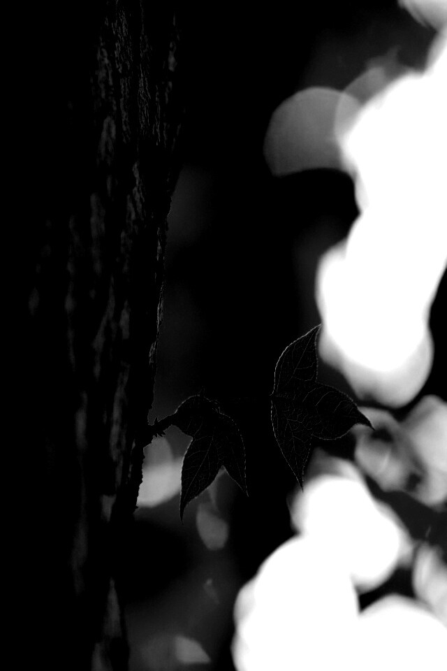 Листок на стволе дерева обои