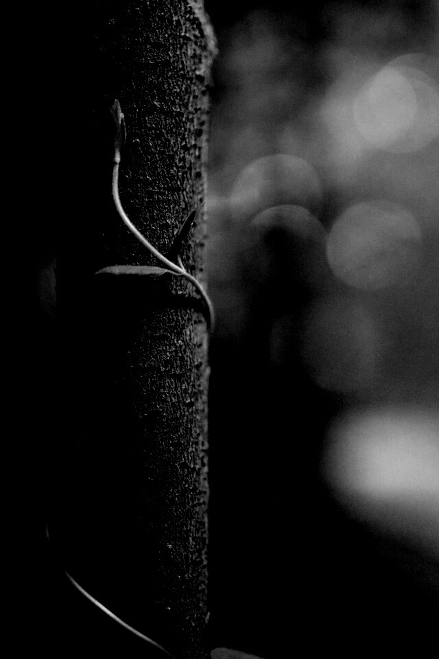 Стебелек на стволе деревца обои