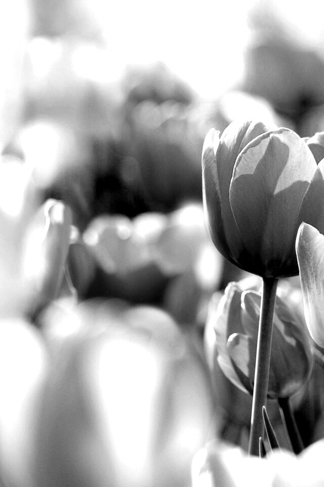 Красивые тюльпаны обои