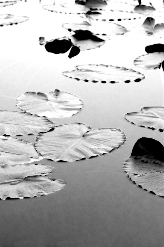 Плавающие листья обои