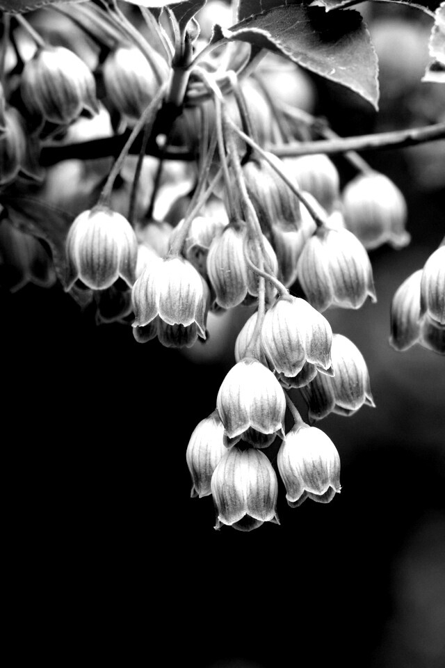 Красные колокольчики обои