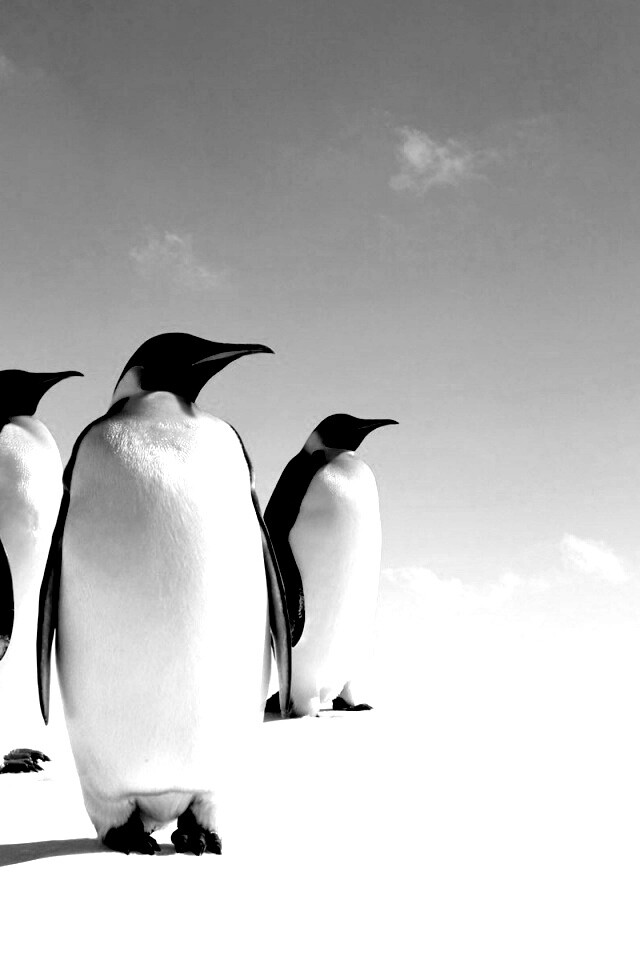 Пингвины обои