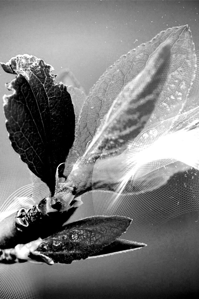 Разноцветные листья обои