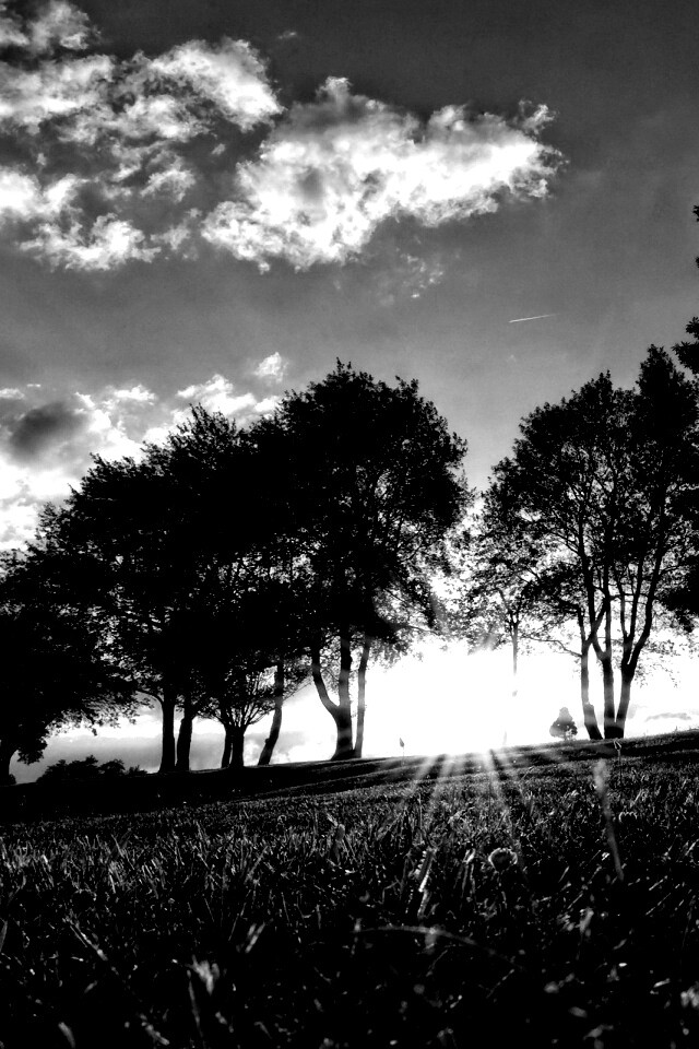 Лучи солнца на траве обои