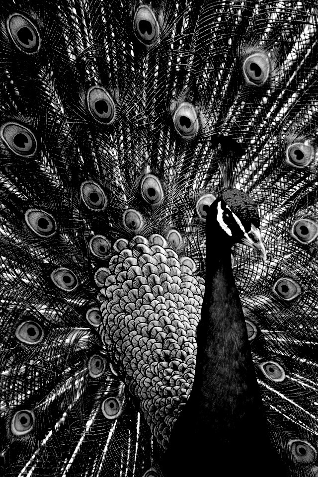Красивый павлин обои
