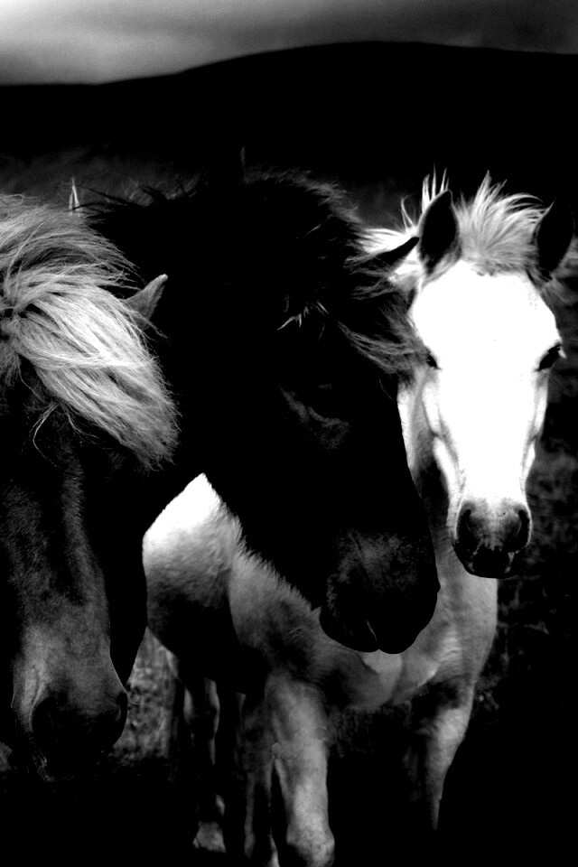 Мустанги обои