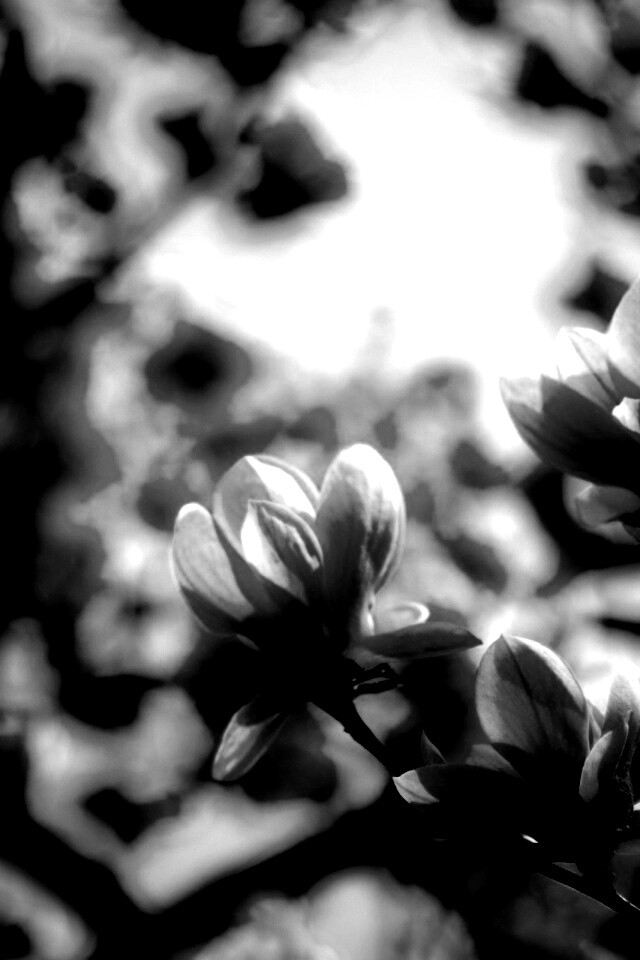 Желтые цветы распустились обои