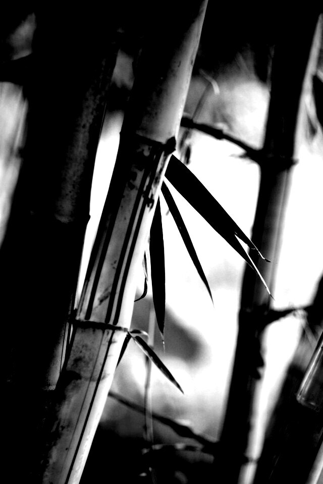 Бамбук обои