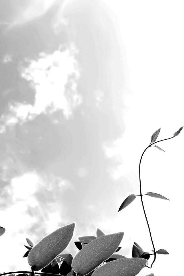 Зеленые ветви на фоне голубого неба обои