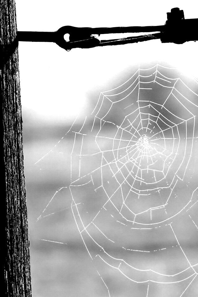 Паутина 51 обои