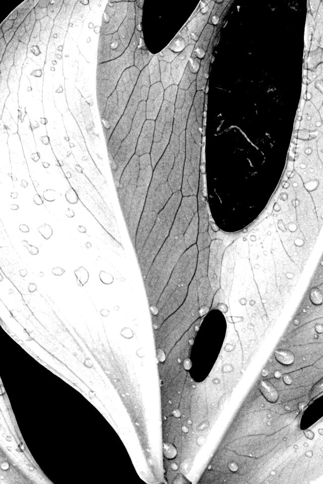 Белый лист обои