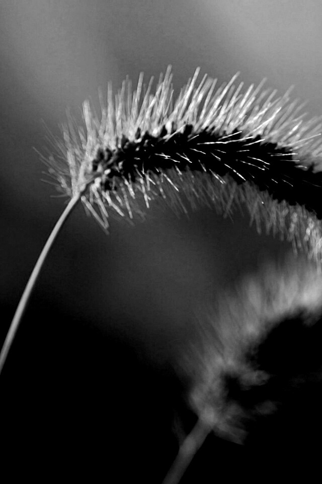 Травинка обои