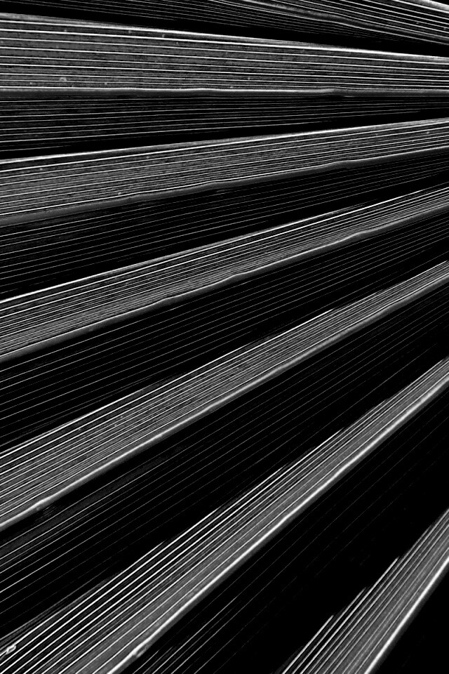 Зеленый пальмовый лист обои