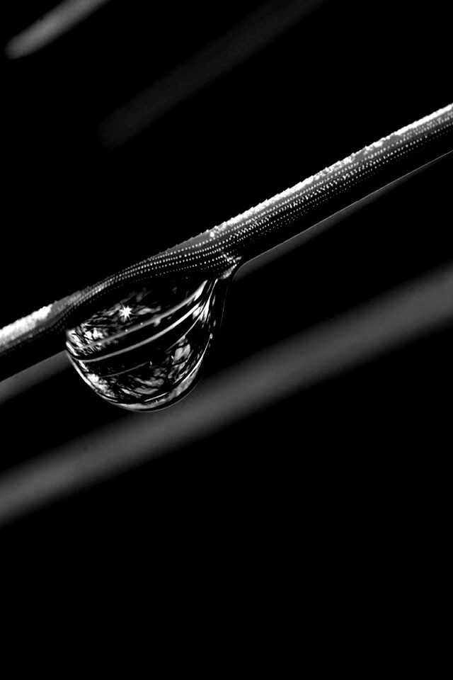 Капелька воды на стебле обои