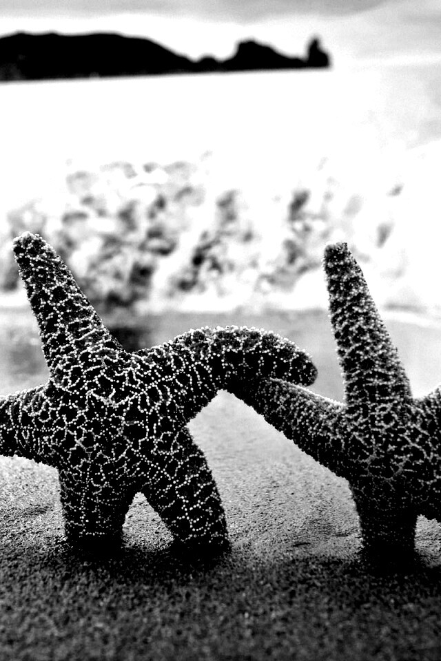 Две морские звезды обои