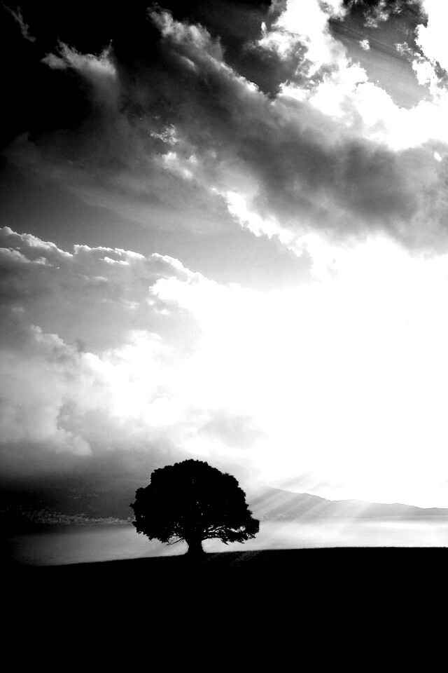 Холм и дерево обои