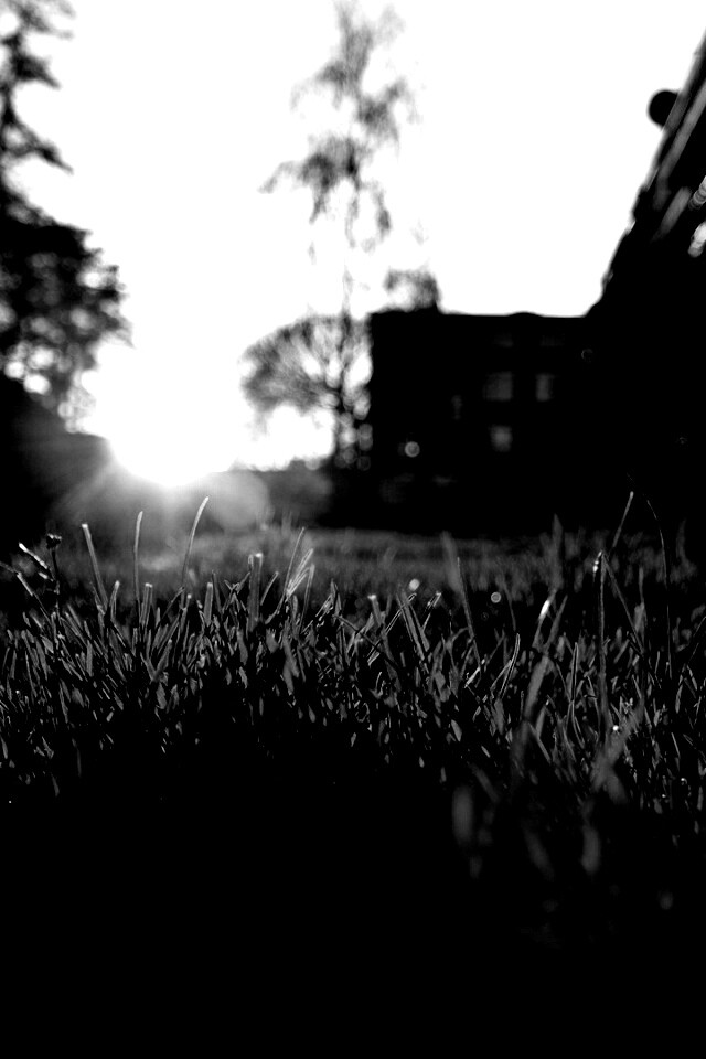 Трава во дворе обои