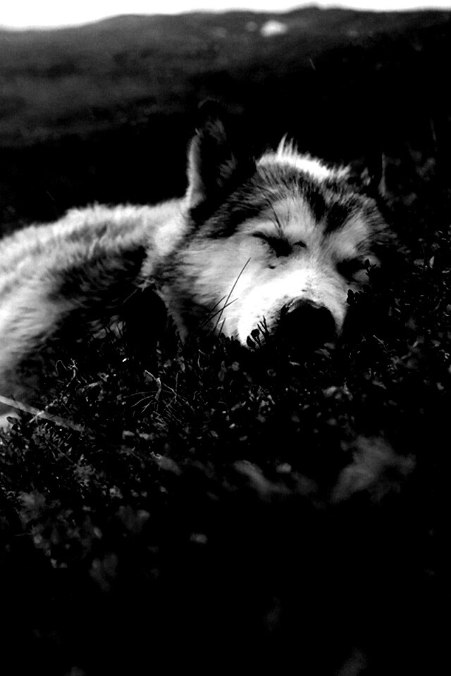 Лапа в цветах обои