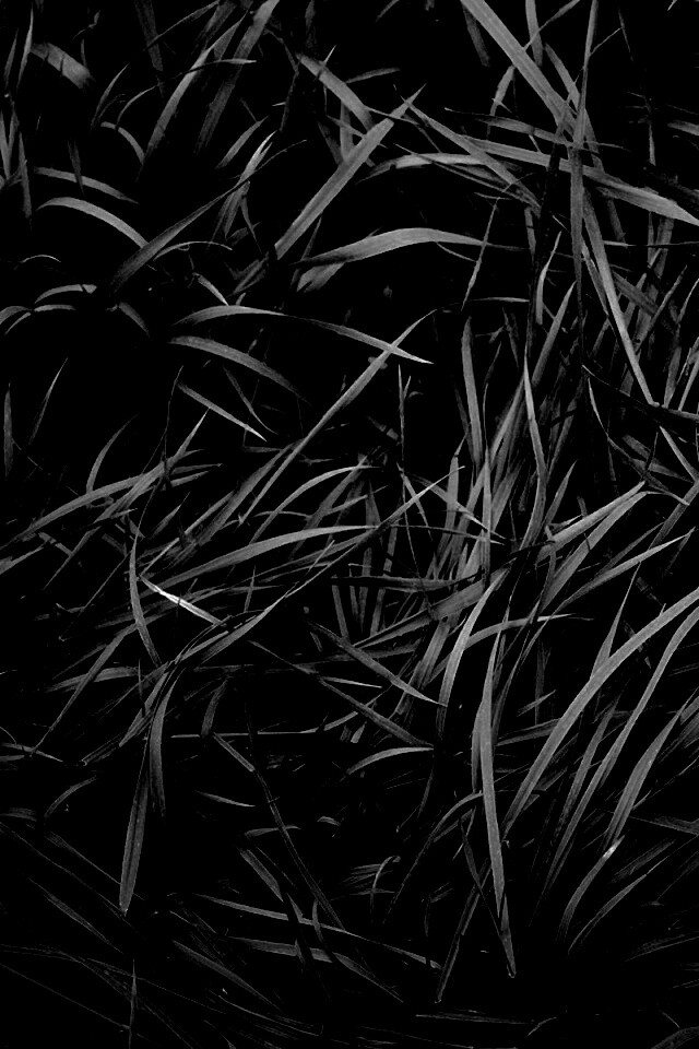 Блеклая трава обои