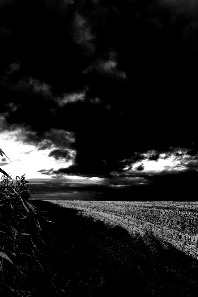 Кукурузное поле обои