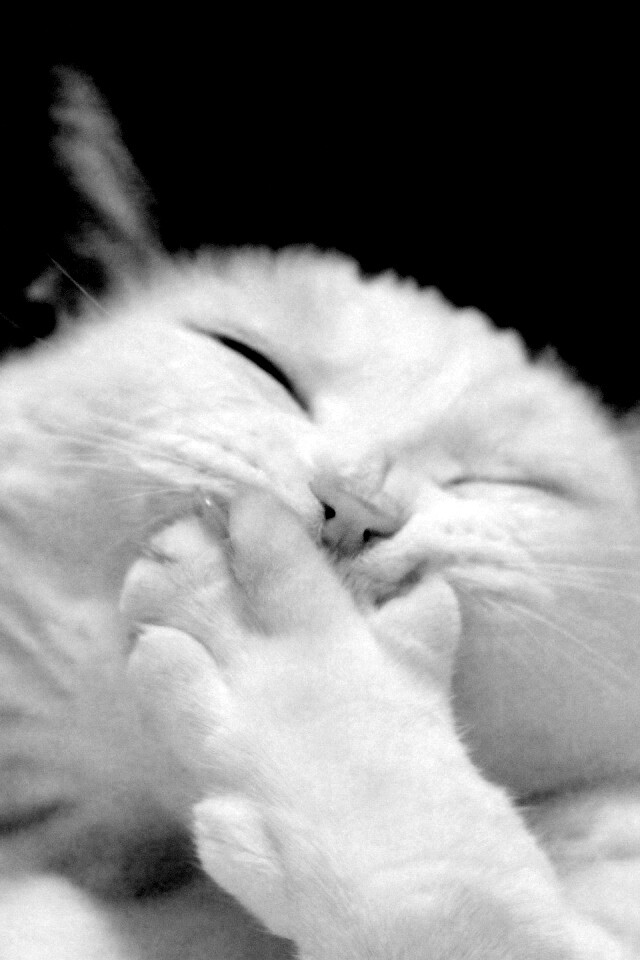 Смеющийся кот обои