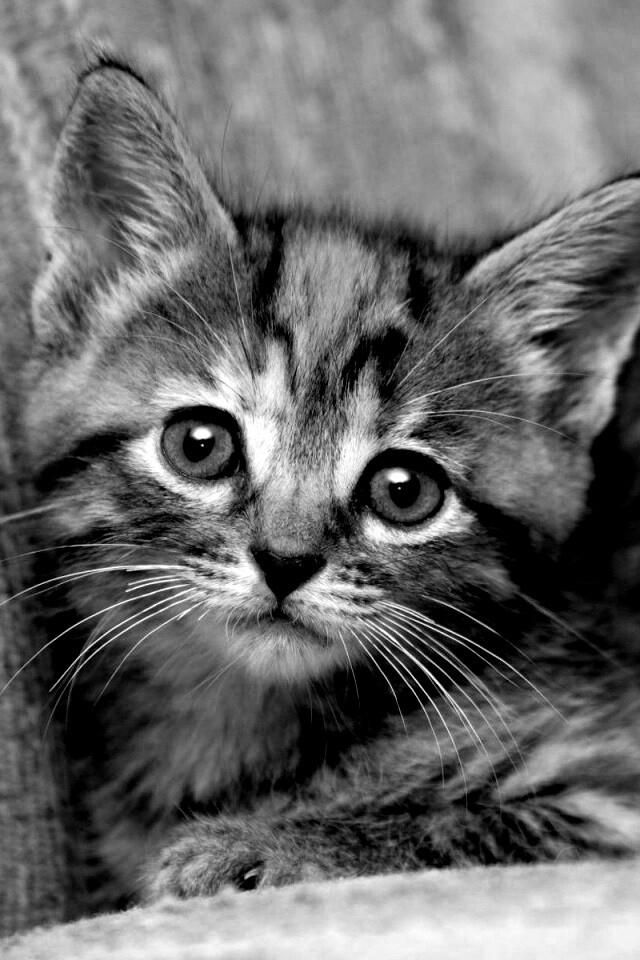 Милый маленький котенок обои