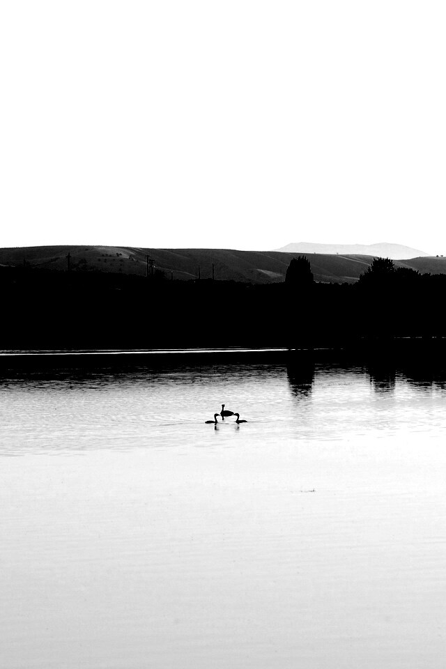 Утиное озеро обои