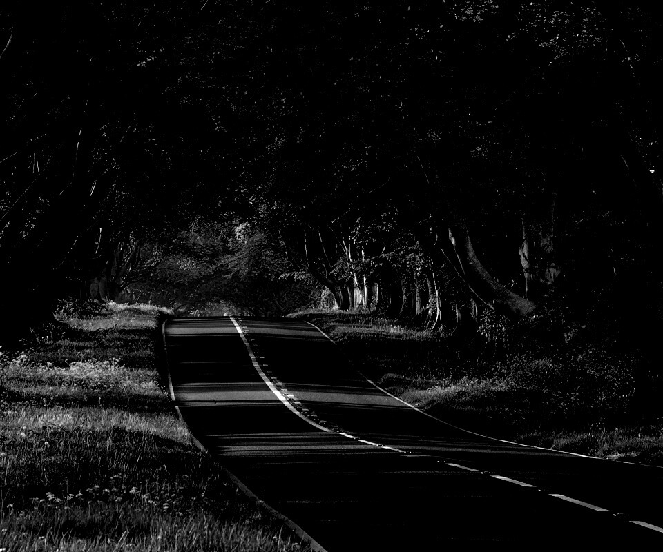 Трасса в тени деревьев обои