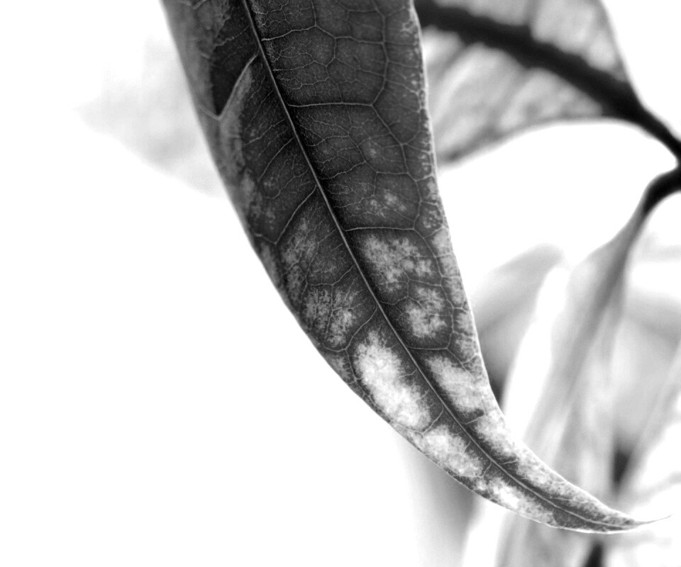 Зеленый листок обои