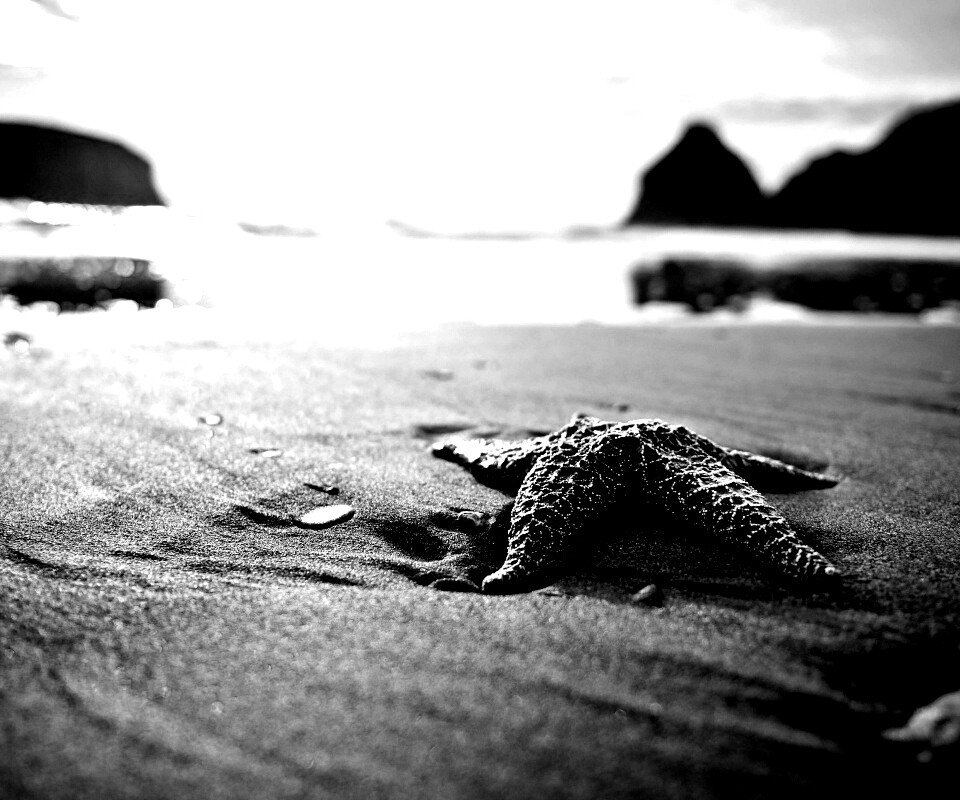 Морская звезда обои